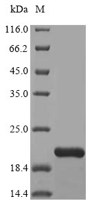 Human TNF protein