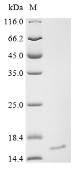 Bacterial ESXB protein