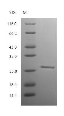 Rat RB1 protein