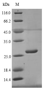 Human BTN3A1 protein