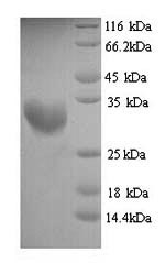 Primate DEFB126 protein