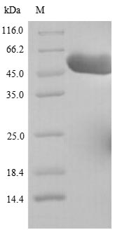 Human GDI2 protein