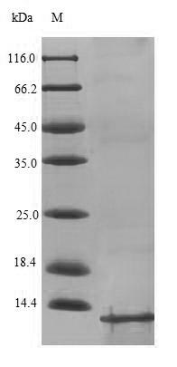 Bacterial ACPP protein