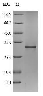 Bacterial PAL protein
