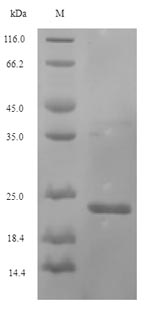 Bacterial PAL protein