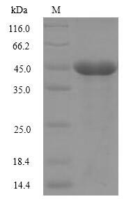 Cobra venom factor protein