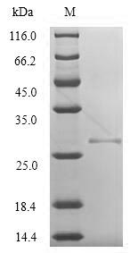 Viral VACWR034 protein