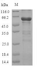 Mouse CBS protein
