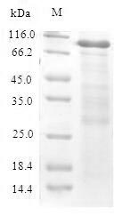 Mouse CBS protein