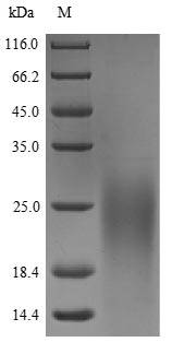 Human SLURP1 protein
