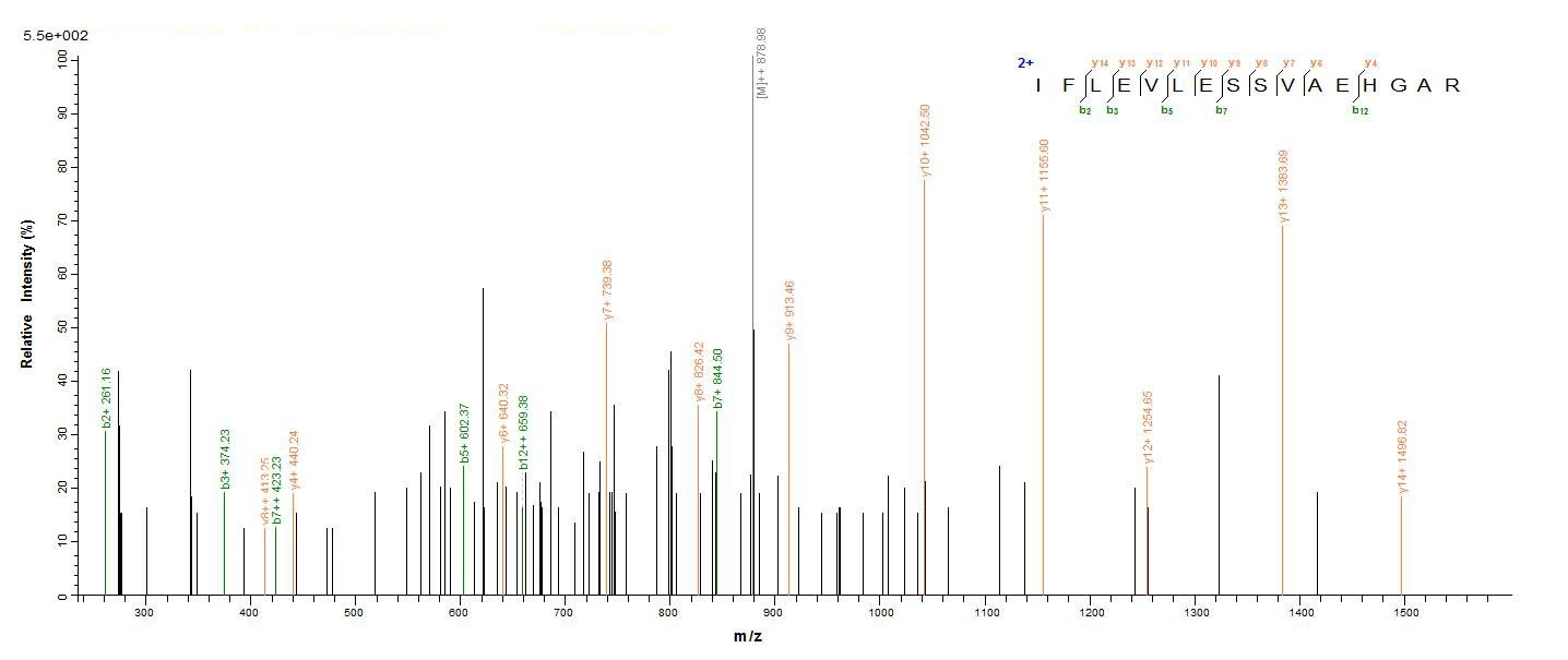 Human TIGIT protein