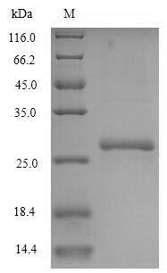 Mouse CMPK1 protein
