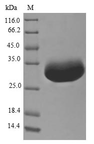 E. coli ISPU protein