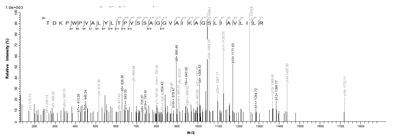 E. coli FIMH protein