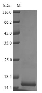 Human UL128 protein