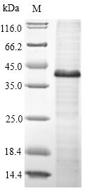 Human WNT5A protein