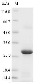 Pig GPX5 protein