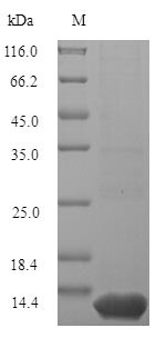 Plant Cyanovirin-N homolog protein