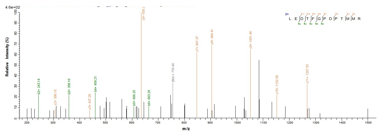 Mouse CTGF protein