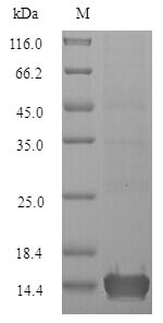 Plant Cyanovirin-N homolog protein