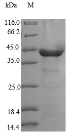 Human DYNC2LI1 protein