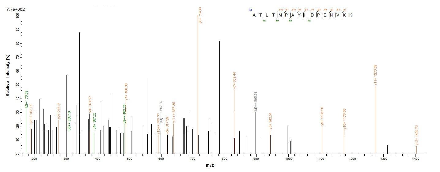Bacterial CLFA protein