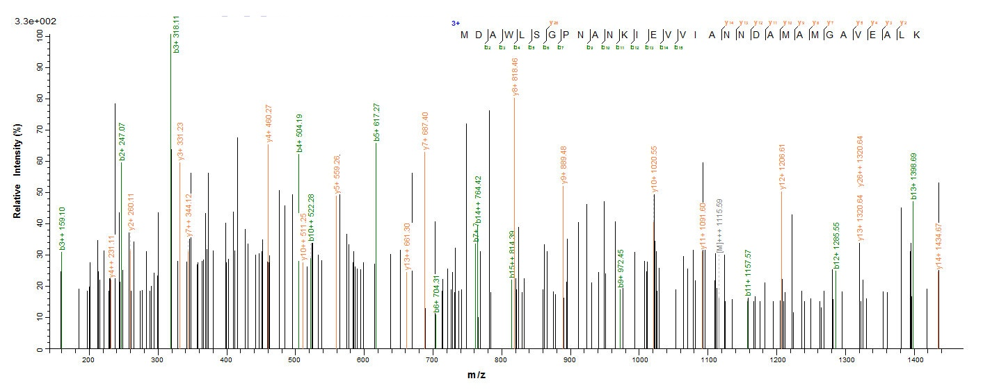 Bacterial MGLB protein
