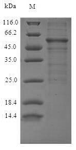 Human WNT5A protein