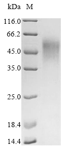 Human EBNA2 protein