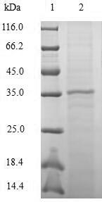 Primate CCL20 protein