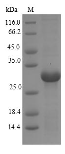Primate CD40LG protein