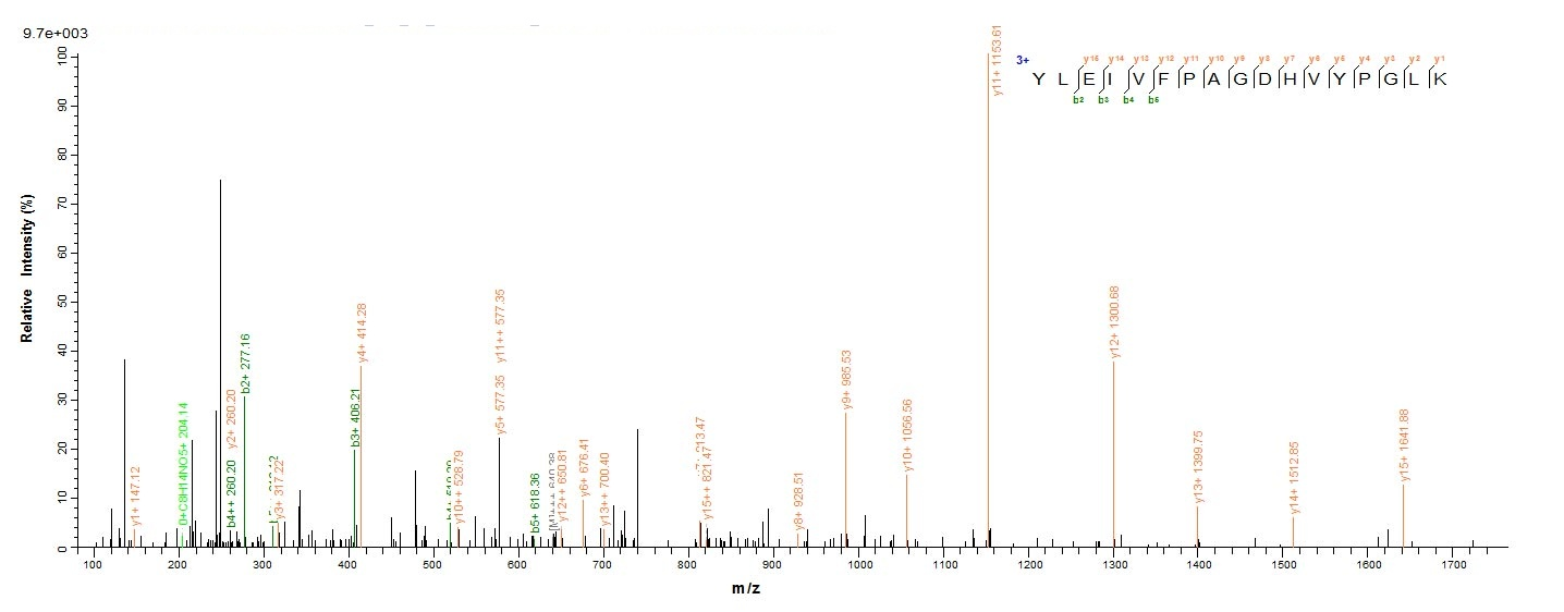 Human UL111A protein