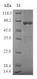 Human SULT1A3 protein
