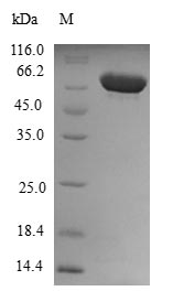 Human DYNC2LI1 protein