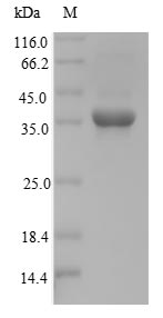 Mouse NKX3-2 protein