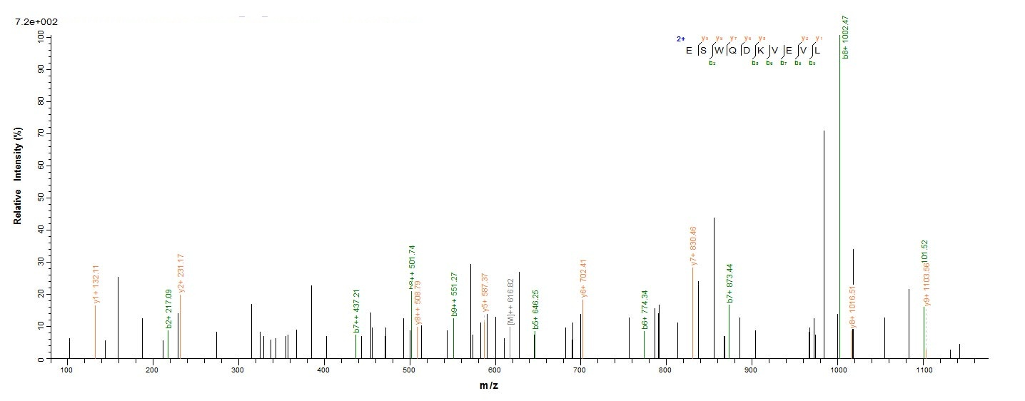E. coli PHOP protein