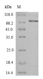 E. coli HTPG protein