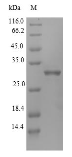 Rat IGFBP1 protein