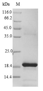 Rat FXN protein