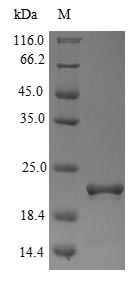 Rat FXN protein