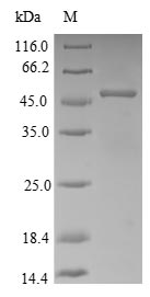 Rabbit Apolipoprotein E protein