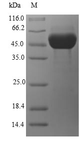 E. coli GHRA protein