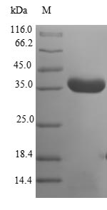E. coli GHRA protein