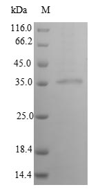 Human IFNA14 protein