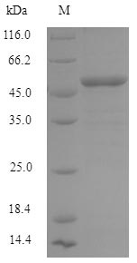 Human IFIH1 protein