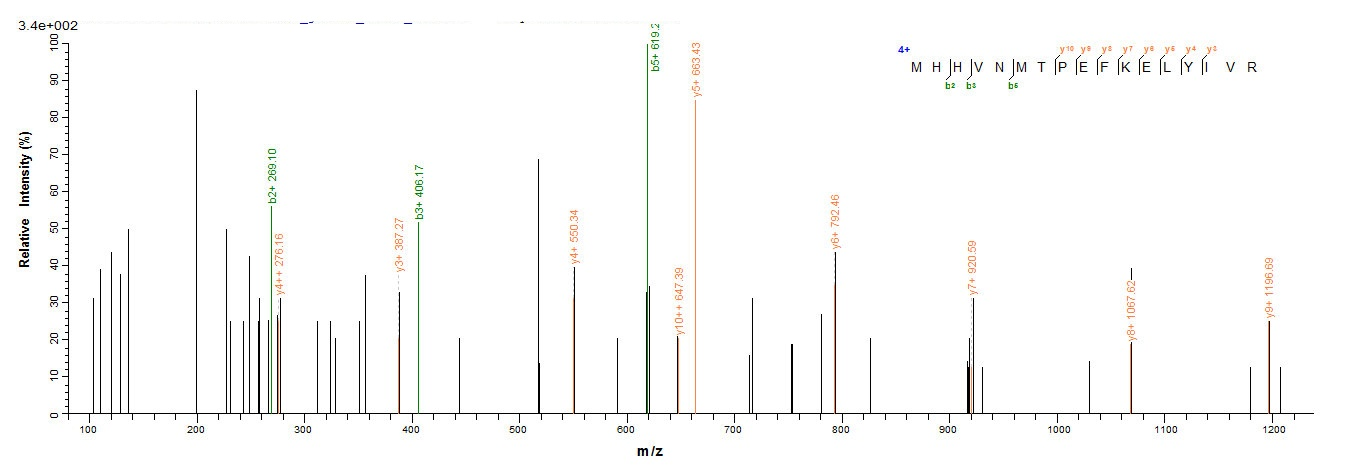 Human IFIH1 protein