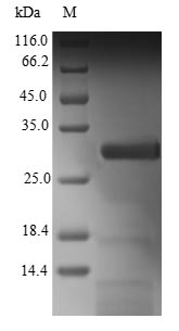 Human C1ORF54 protein