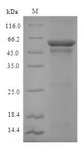 Mouse ADH2 protein