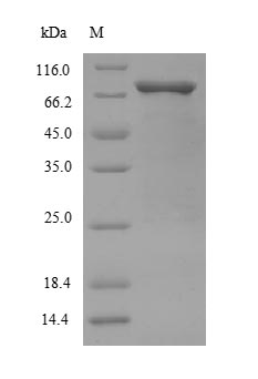 Human Smad2 protein