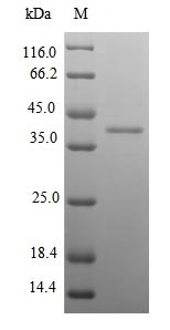 Mouse KLK14 protein